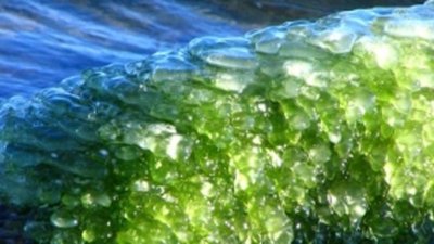 Gemfields создаст бренд замбийских изумрудов на мировом рынке драгоценных камней