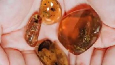 В янтаре нашли останки лягушки возрастом 99 млн лет