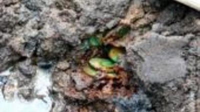 В Липецке найден клад из серебряных монет