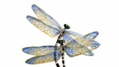 В Москве впервые покажут творения японского мастера эмальерного искусства Кунио Накадзима