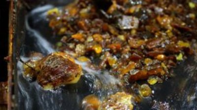 Янтарная лихорадка