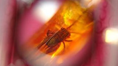 Реставрация калининградского янтарного музея.