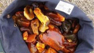 В Калининградской области задержаны незаконные копатели янтаря