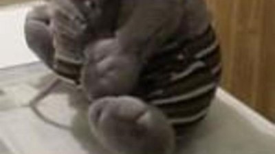 Золотые монеты - в мягкой игрушке