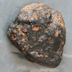 Калининградский музей янтаря пополнился древнейшими фрагментами окаменевшего дерева с вкраплениями янтаря