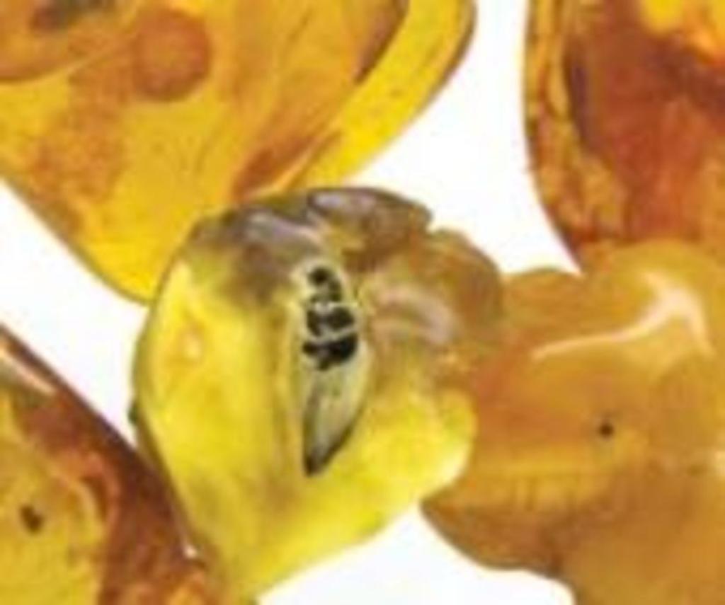 Калининградский янтарный комбинат привлекает молодежь